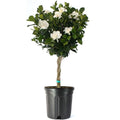 Gardenia Tree Live Evergreen 8-Inch Pot Fragrant White Blooms N44382