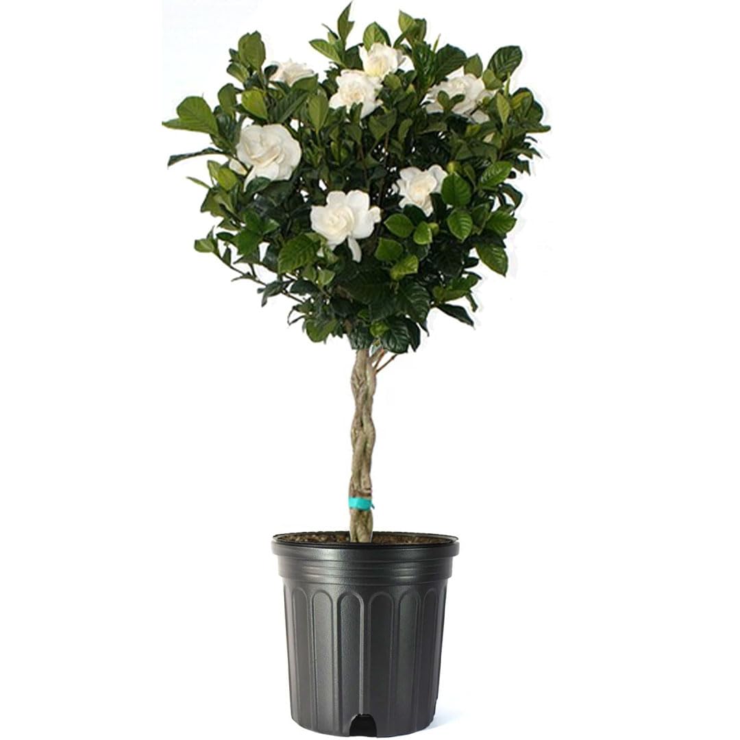 Gardenia Tree Live Evergreen 8-Inch Pot Fragrant White Blooms N44382