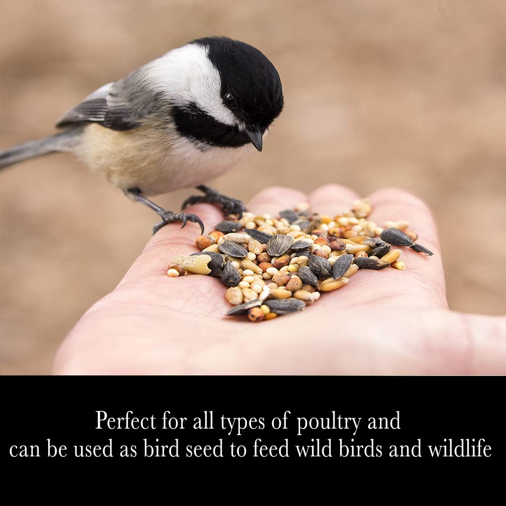 Whole Grain Scratch Feed 10-Pounds I6084