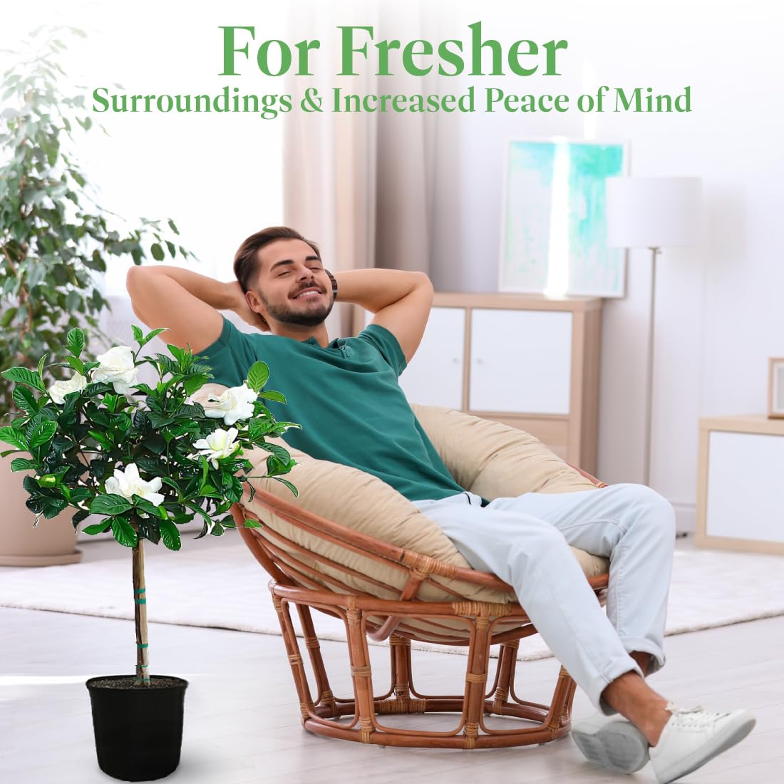 Gardenia Tree Live Evergreen 8-Inch Pot Fragrant White Blooms N44382