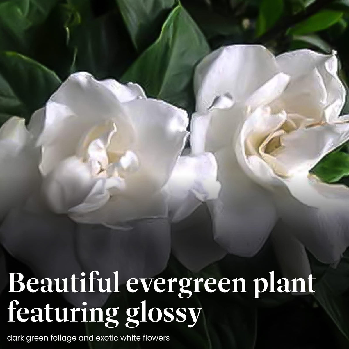 Gardenia Tree Live Evergreen 8-Inch Pot Fragrant White Blooms N44382