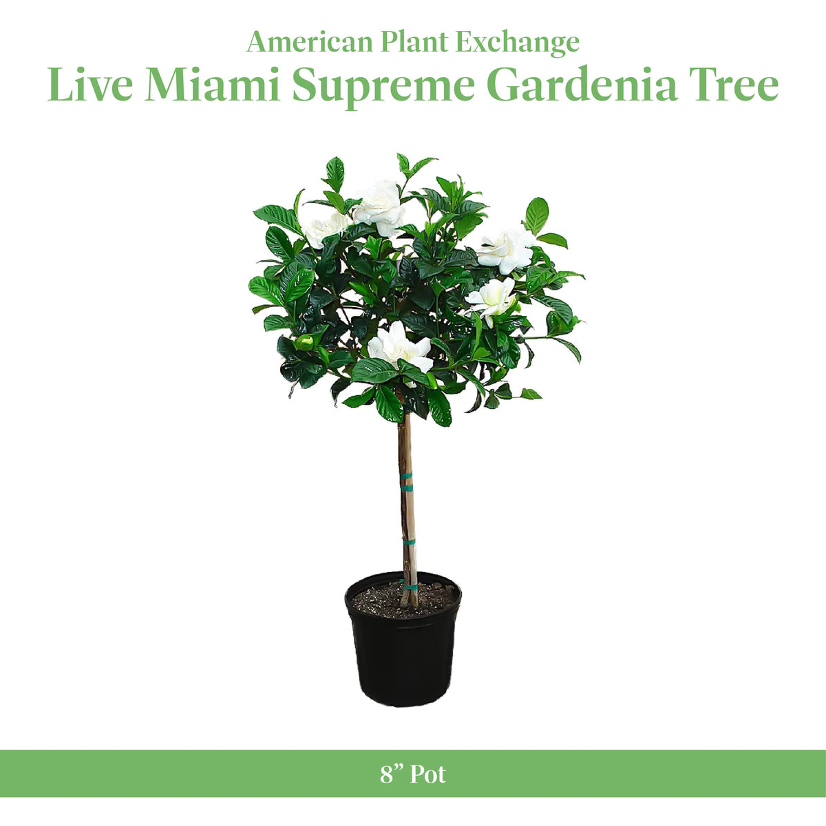 Gardenia Tree Live Evergreen 8-Inch Pot Fragrant White Blooms N44382