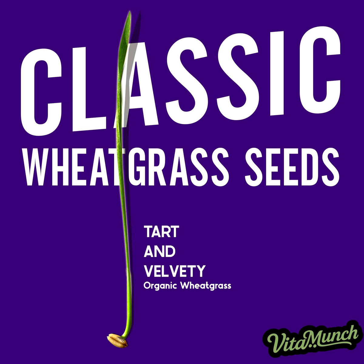 Cat Grass Seed Non-GMO Wheatgrass E803