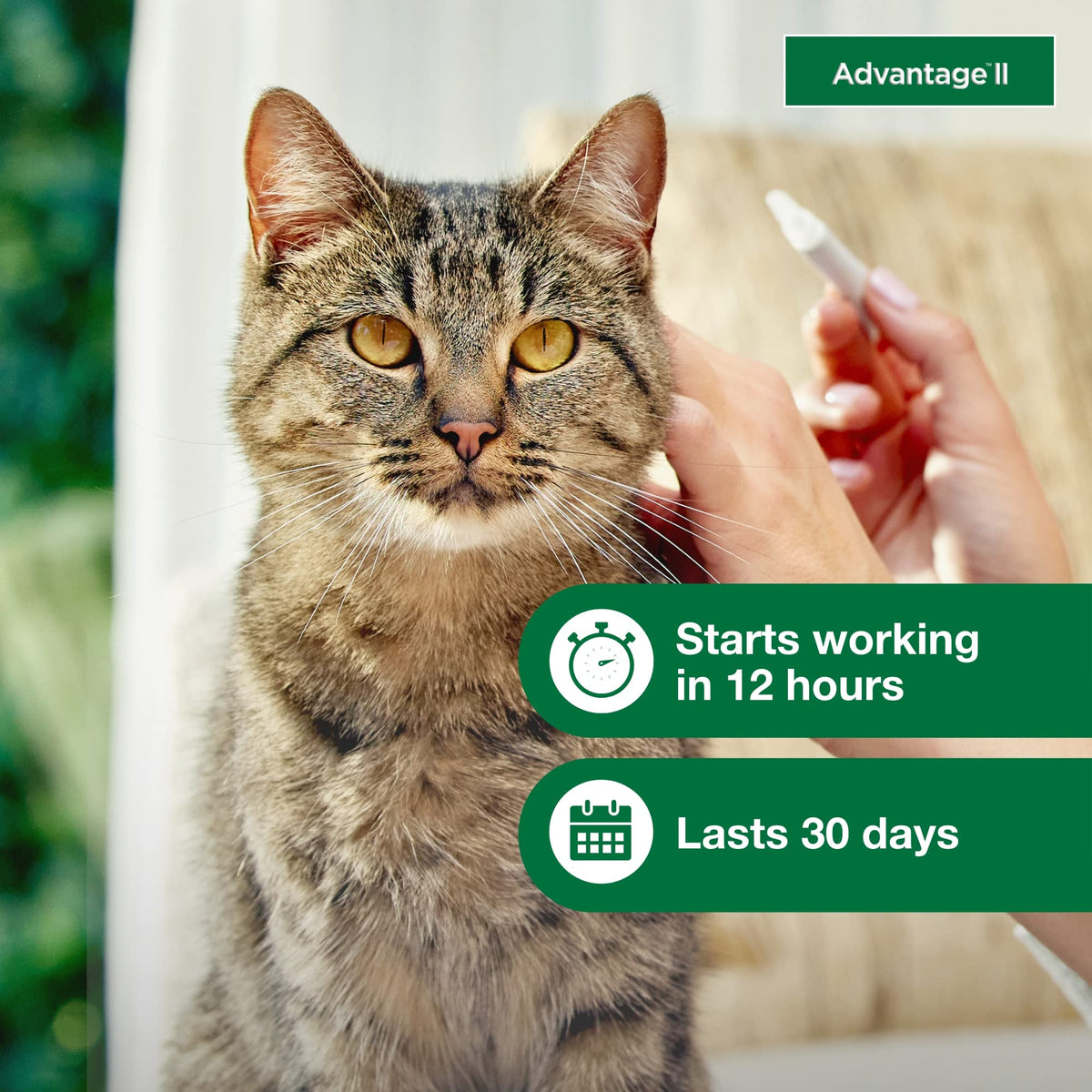 Large Cat Topical Flea Treatment & Prevention 2ct P46735
