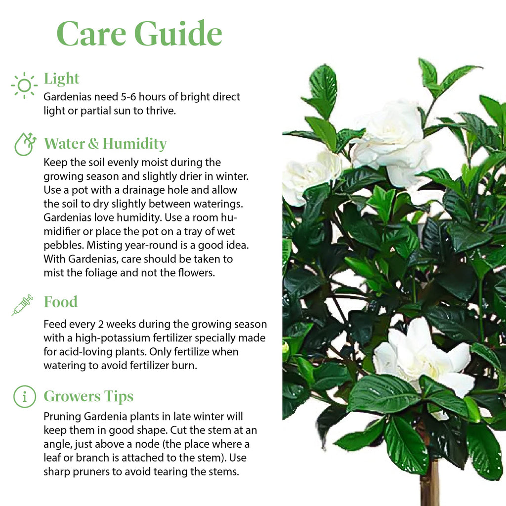 Gardenia Tree Live Evergreen 8-Inch Pot Fragrant White Blooms N44382