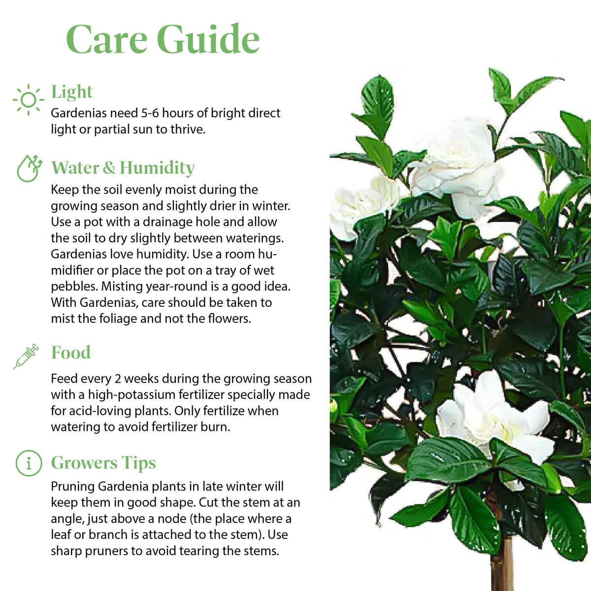 Gardenia Tree Live Evergreen 8-Inch Pot Fragrant White Blooms N44382