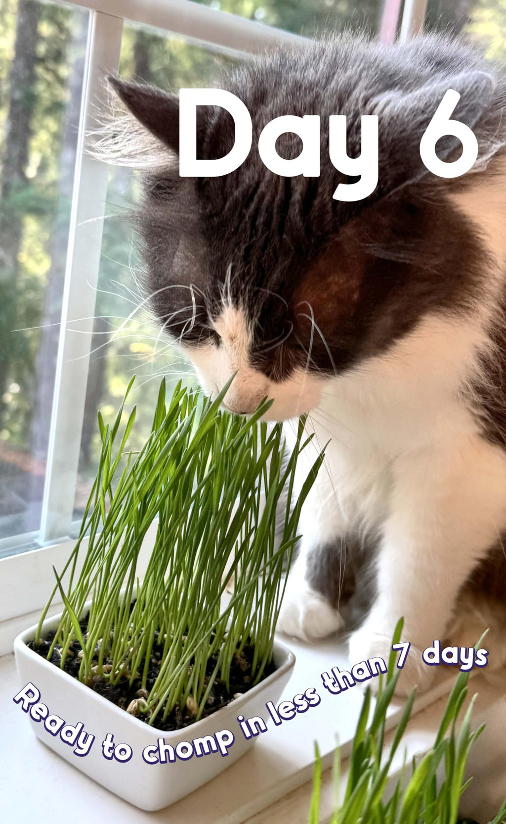 Cat Grass Seed Non-GMO Wheatgrass E803