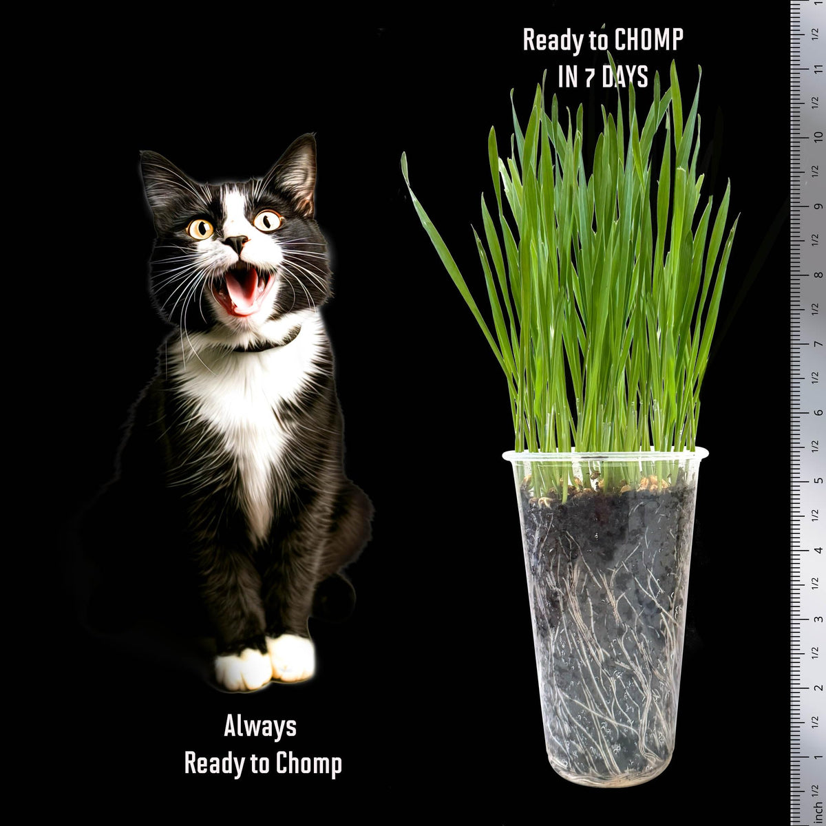 Cat Grass Seed Non-GMO Wheatgrass E803