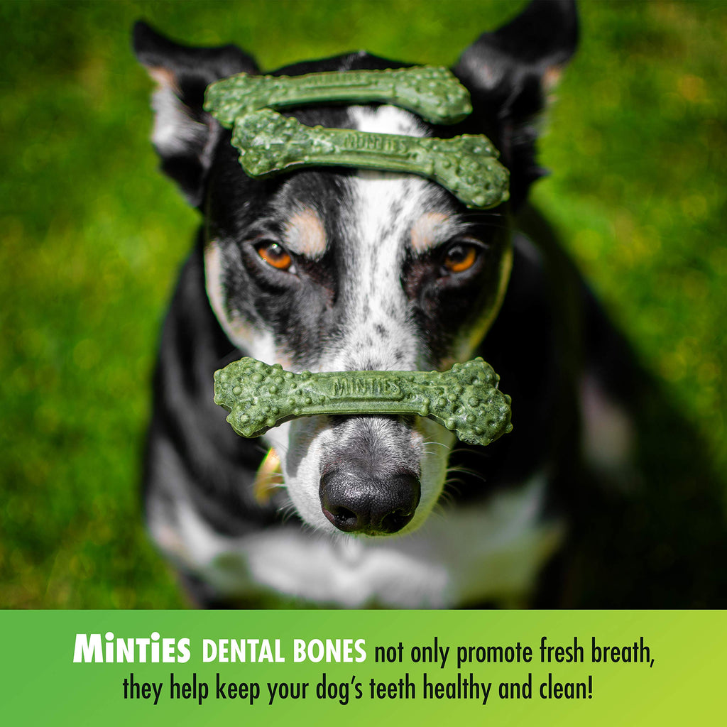 Minties Dog Dental Bone Treats V76394