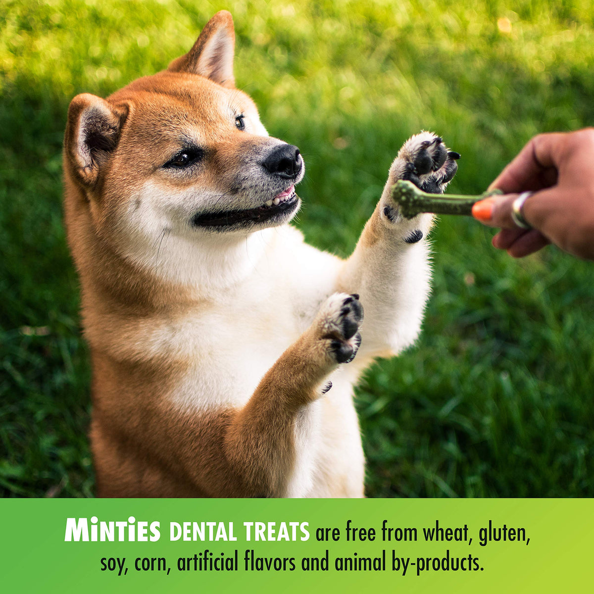 Minties Dog Dental Bone Treats V76394
